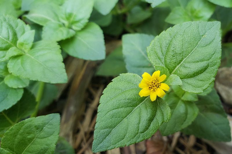 Horseherb (Calyptocarpus vialis) Horseherb (Calyptocarpus vialis)