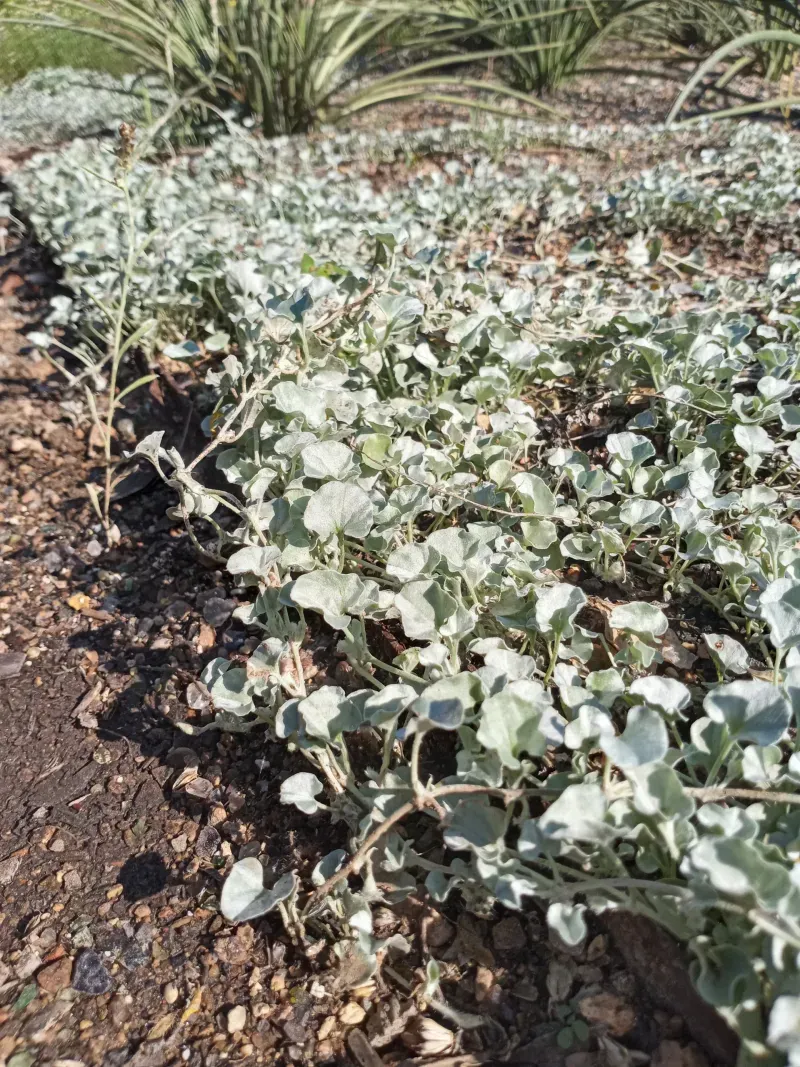 Silver Ponyfoot (Dichondra argentea)