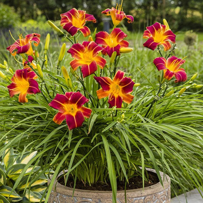 Daylily