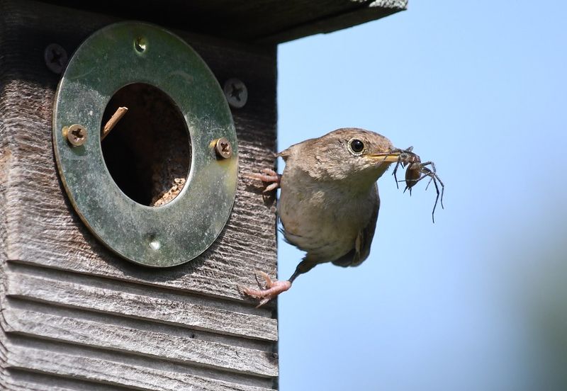 House Wren House Wren