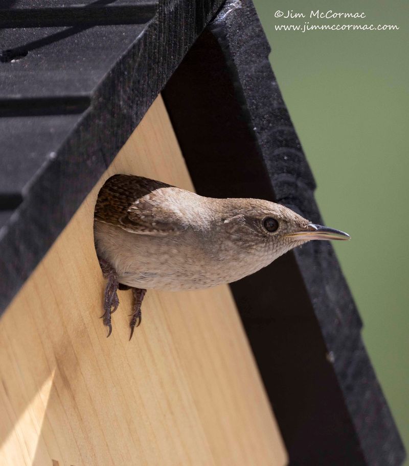 House Wren House Wren
