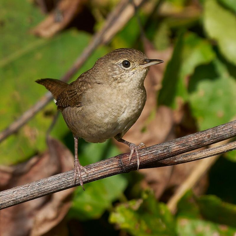 House Wren House Wren