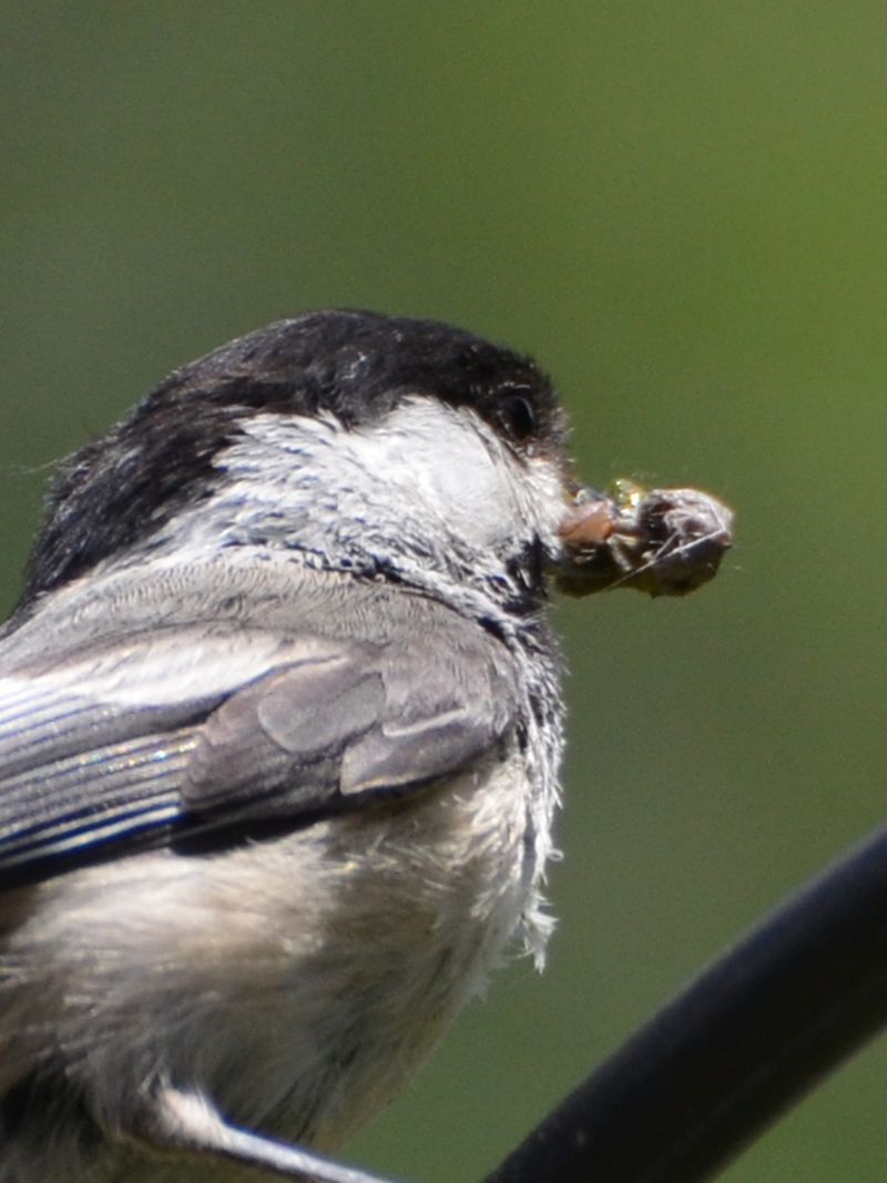 Black-capped Chickadee