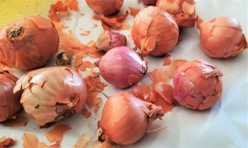 Start by identifying the onion you planted