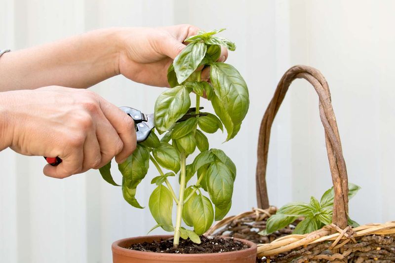How regular stem harvests can delay flowering How regular stem harvests can delay flowering