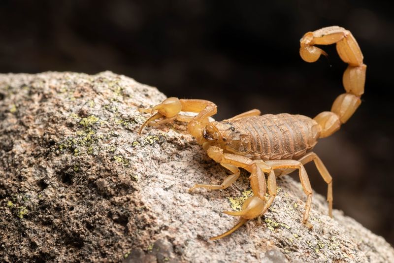 How scorpions reach Texas homes—and what homeowners can change How scorpions reach Texas homes—and what homeowners can change