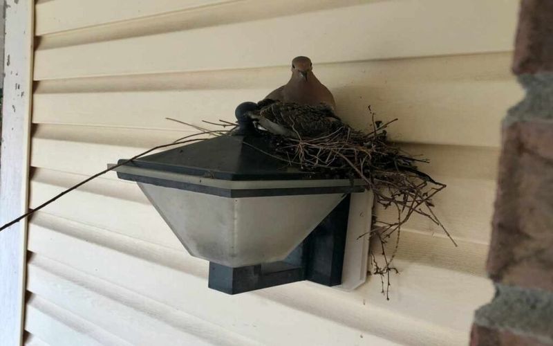 How should you behave around an active nest?