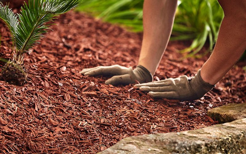 How tidy landscaping can close a nest entrance