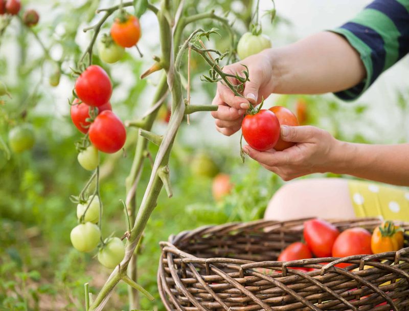 The Payoff: Bigger, Faster-Ripening Tomatoes Before Frost