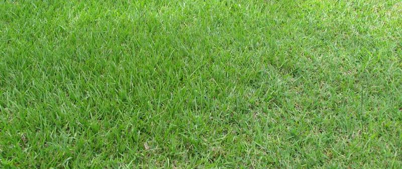 Find the turf that earns its place