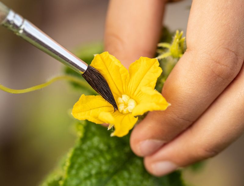 How to hand-pollinate a cucumber flower How to hand-pollinate a cucumber flower