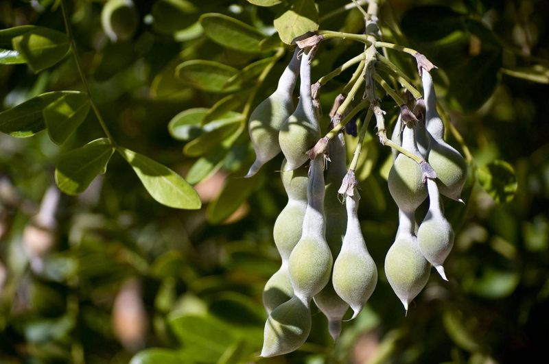 How to recognize Texas mountain laurel safely