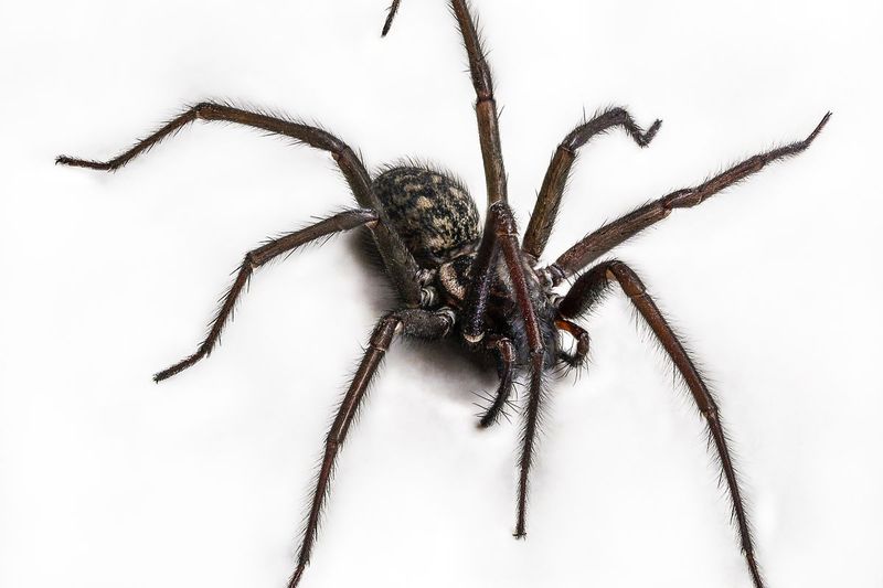 How to remove one from indoors safely