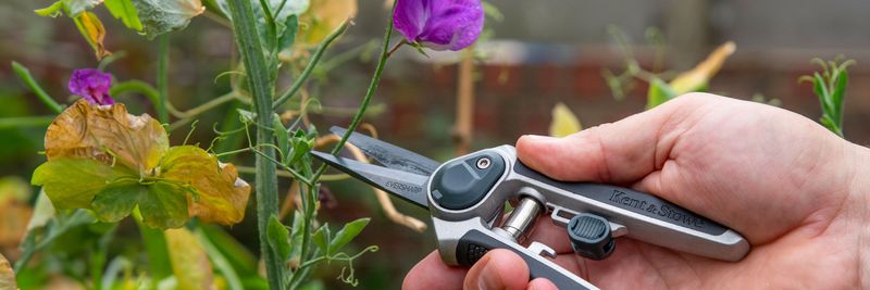 How to remove one spent flower stalk How to remove one spent flower stalk