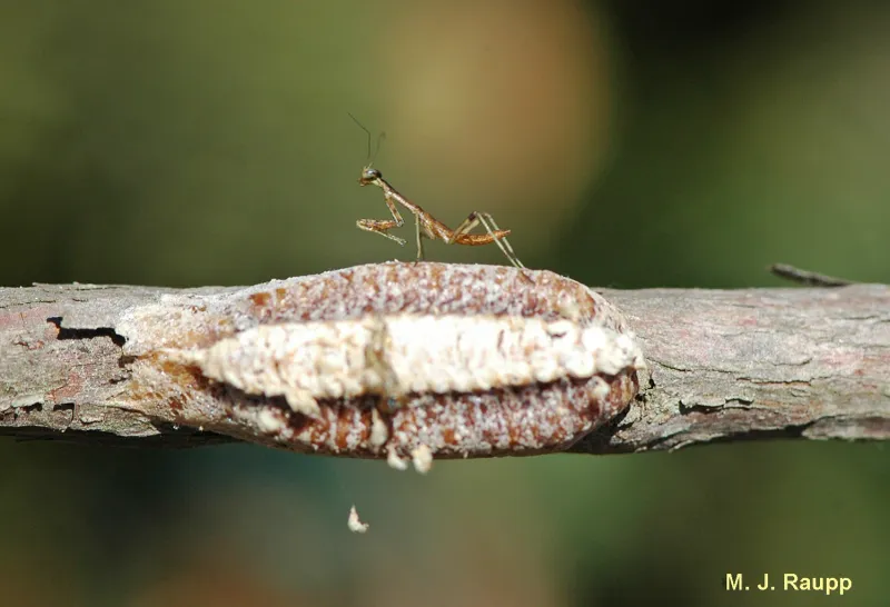 How to treat a mantis egg case outdoors
