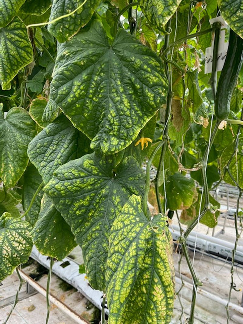 Yellow Spots Between Veins Point to Magnesium and Iron Gaps