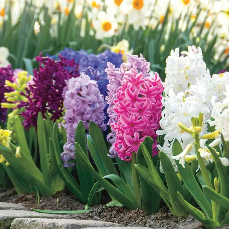 Hyacinth