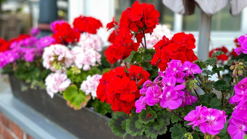 Geraniums