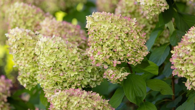 Hydrangea type tells you whether missing buds can still be replaced