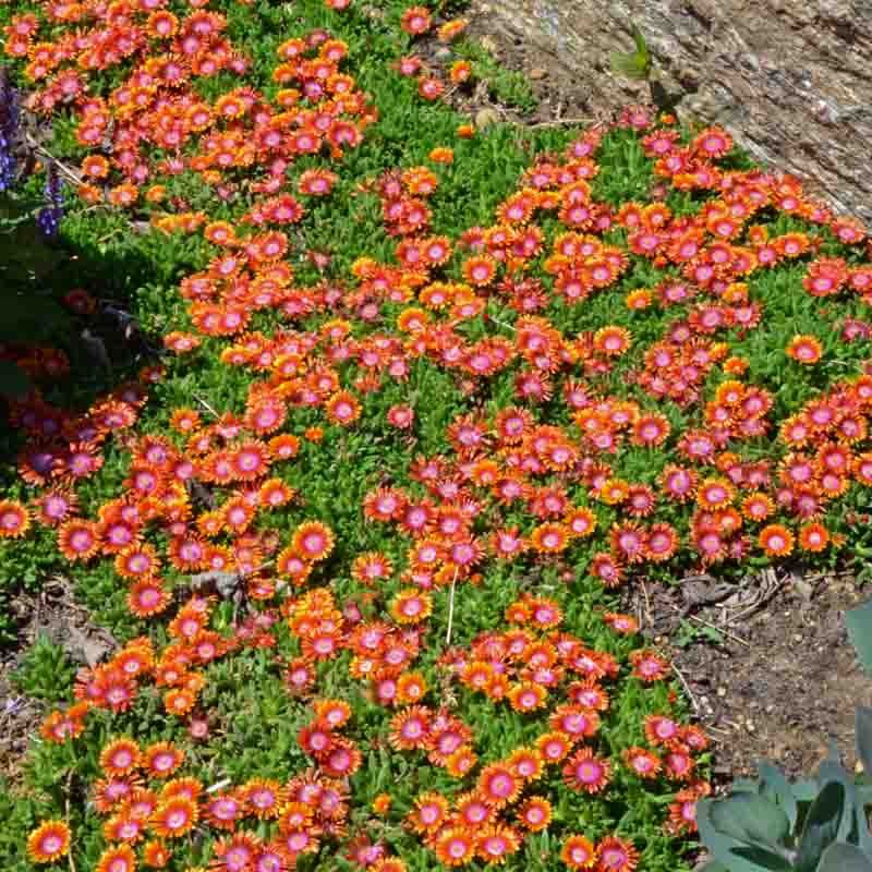 Ice Plant (Non-Invasive Delosperma)