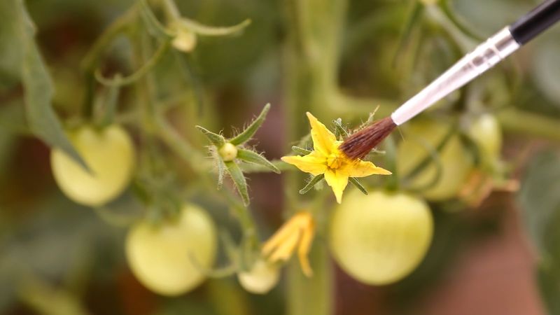 Tomatoes usually pollinate themselves