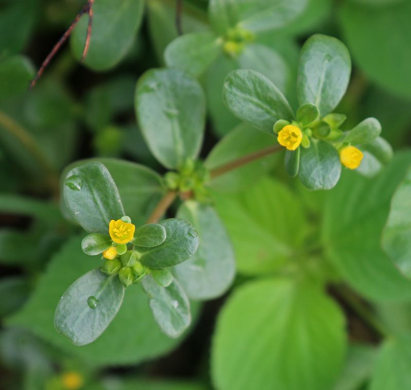 Identify purslane confidently before eating it