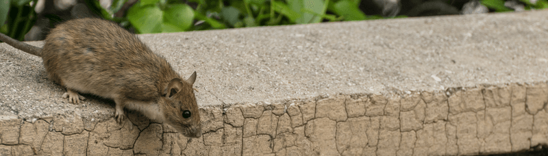 Pair wildlife habitat with integrated rodent control