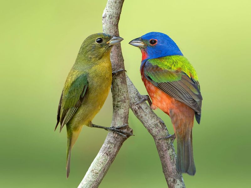 Identify the bird before interpreting the moment Identify the bird before interpreting the moment