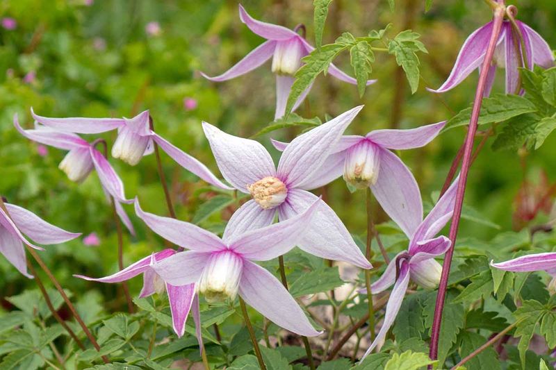 Identify the flowering group before using pruners
