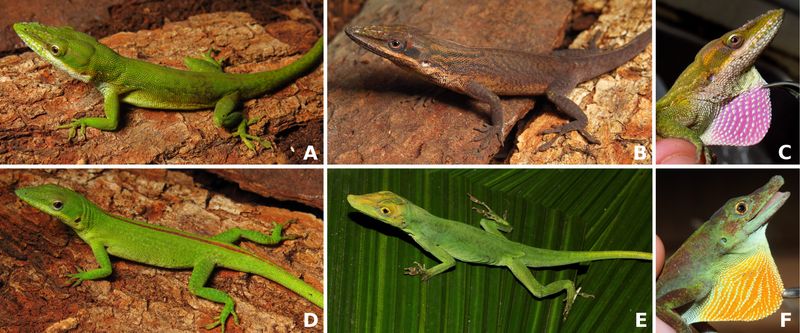 Identify the lizard before interpreting the signal