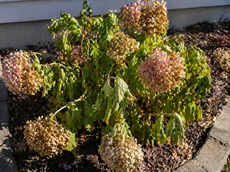 Identify the problem before changing your watering