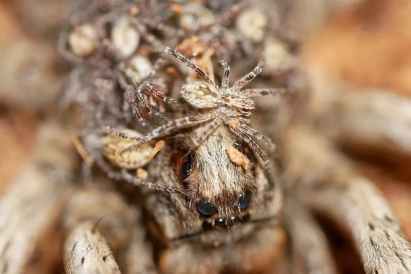 Identify the spider before deciding how to respond