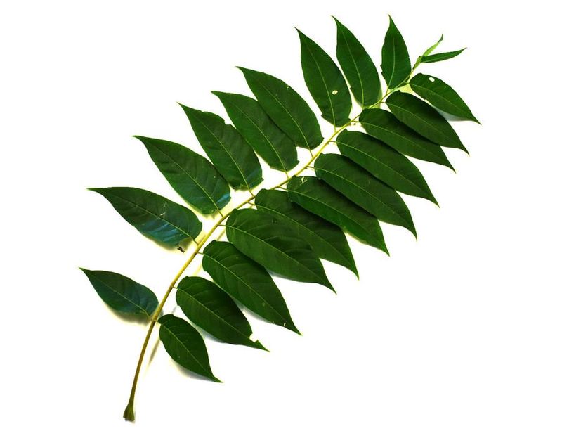 Identify the tree before you treat it