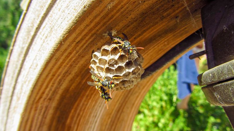 Identify the wasp before judging the risk Identify the wasp before judging the risk