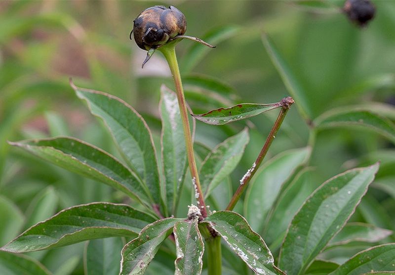 Check the cause before replacing the peony