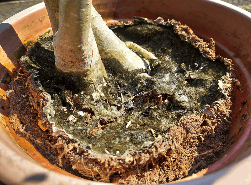 Overwatering or Poor Drainage Drowning the Roots
