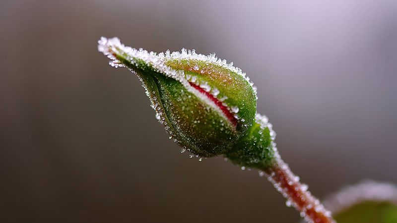 Ignoring Late Spring Frosts
