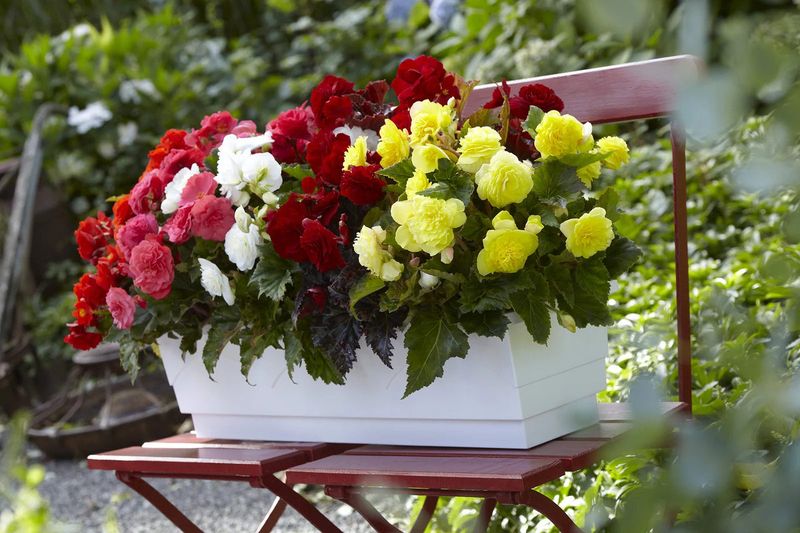 Begonia