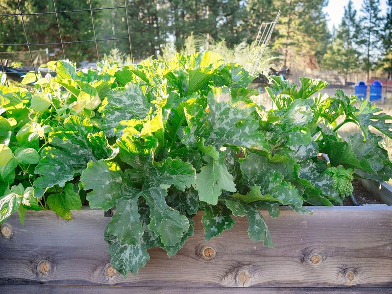 Improve conditions when mildew is the working diagnosis