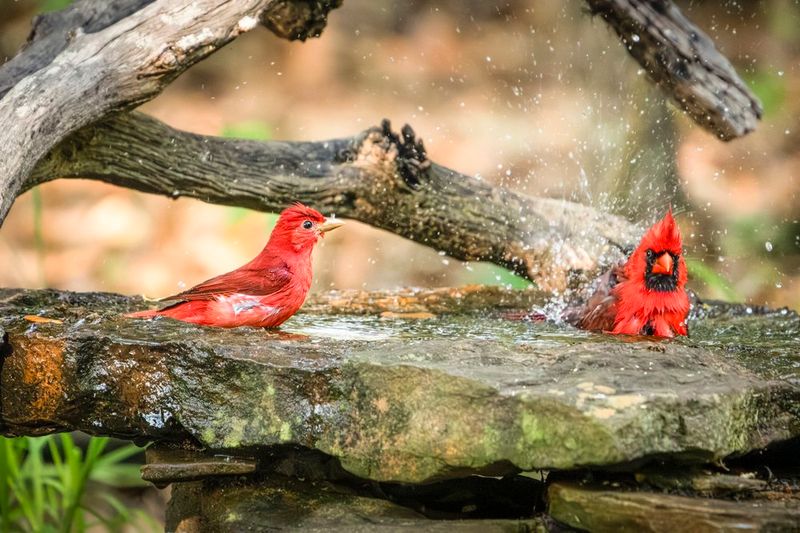 Let the habitat answer what the sightings can