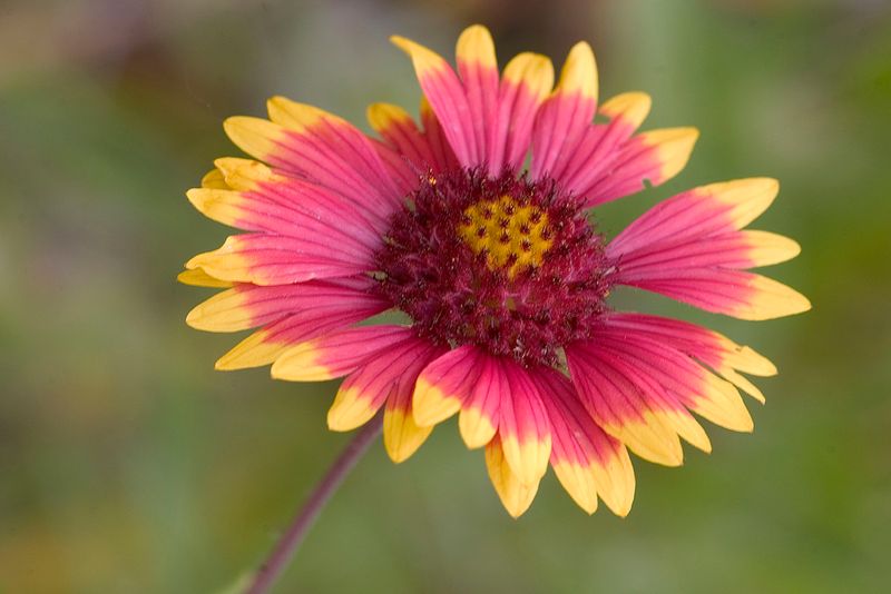 Indian Blanket (Firewheel) Indian Blanket (Firewheel)