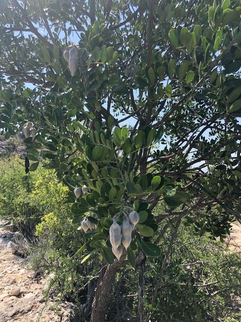 Ingestion is the documented risk—not simply touching the shrub