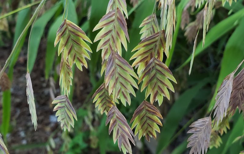 Inland Sea Oats (Chasmanthium latifolium) Inland Sea Oats (Chasmanthium latifolium)