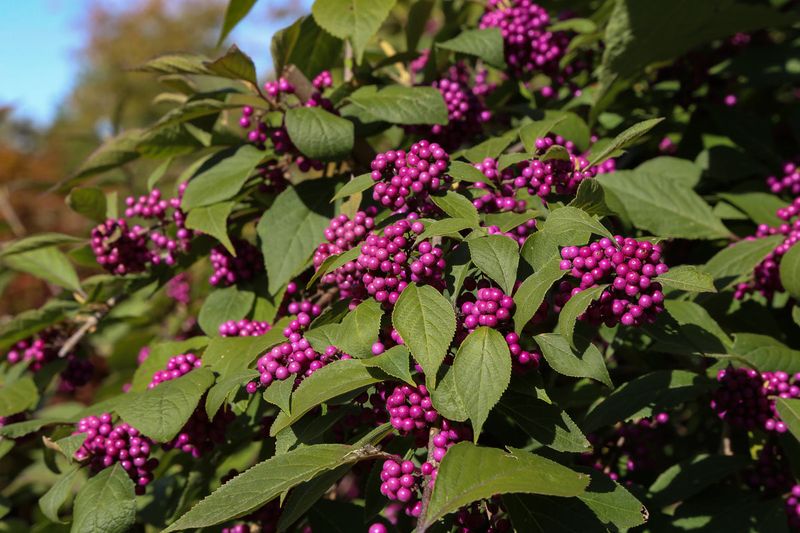American Beautyberry (Callicarpa americana)