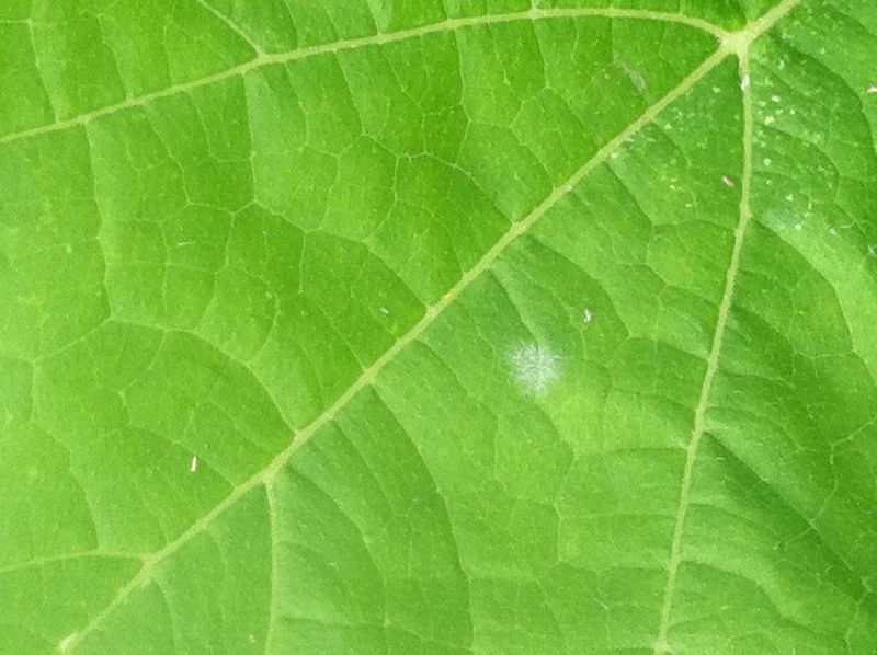 Inspect Leaves, Undersides, and Stems Before Feeding Inspect Leaves, Undersides, and Stems Before Feeding