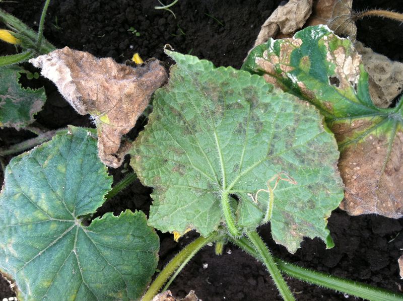 Inspect Leaves, Undersides, and Stems for Other Causes