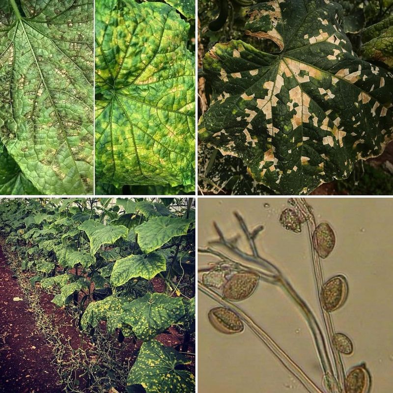 Inspect Leaves for Pests and Disease Look-Alikes Inspect Leaves for Pests and Disease Look-Alikes
