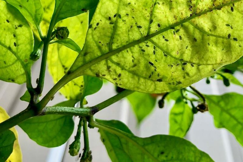 Inspect for aphids before reaching for pesticides