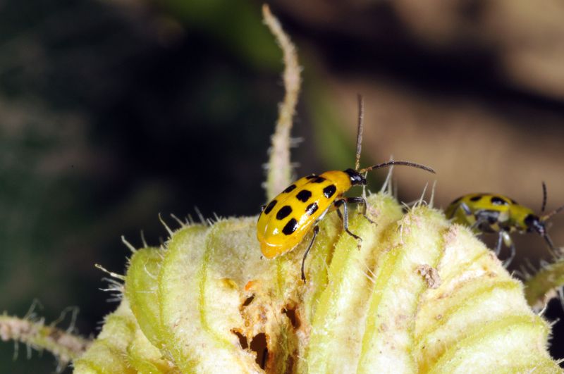 Inspect for pests, disease, and heat damage