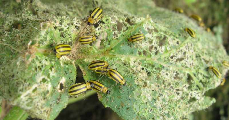 Inspect for pests, disease, and salt injury